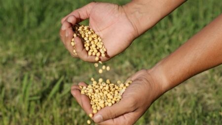 Manutenção do teor de umidade da soja em 14%