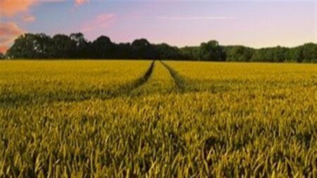 A agricultura pode driblar as mudanças climáticas?