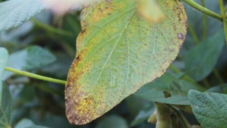 El Niño favorece incidência precoce da ferrugem da soja