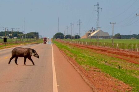 Em menos de um mês cinco pessoas morrem em colisões com antas em rodovias de MS