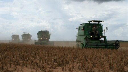 Instabilidade climática afeta safra de soja