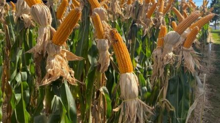 Agricultura Cultivo de milho atinge 94% da área planejada