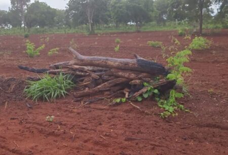 Ambiental autua homem por exploração ilegal de vegetação nativa