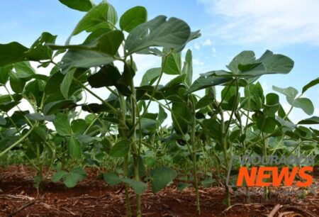 Após redução nos preços dos grãos, Dourados inicia a terça com estabilidade no agro