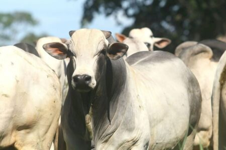 Boi gordo abre o ano acima de R$ 252/@, mas traz pontos de alerta