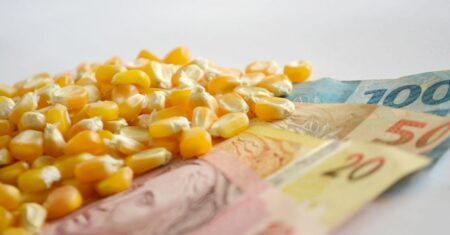 Qual é o preço do milho hoje? Confira cotações
