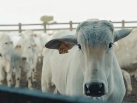Confira como iniciam os preços do agronegócio nesta quinta-feira