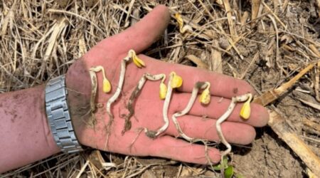 Mato Grosso já replantou um milhão de hectares de soja. Veja a situação nacional da safra