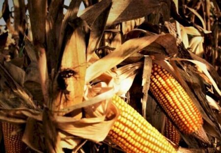 Soja e milho desafiam mercado e embarques crescem 30% em 2023