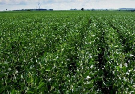 Desembolso do crédito rural cresce 16% no 1ª semestre do Plano Safra 23/24