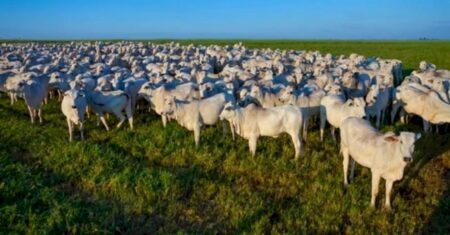 Preços do boi gordo encontram ponto de equilíbrio com oferta curta e demanda enfraquecida