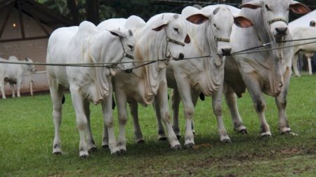 Queda nas cotações da arroba de vaca e novilha gorda