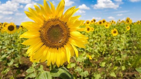 Desempenho agrícola promissor na Argentina