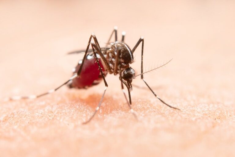 Brasil ultrapassa 650 mil casos de dengue
