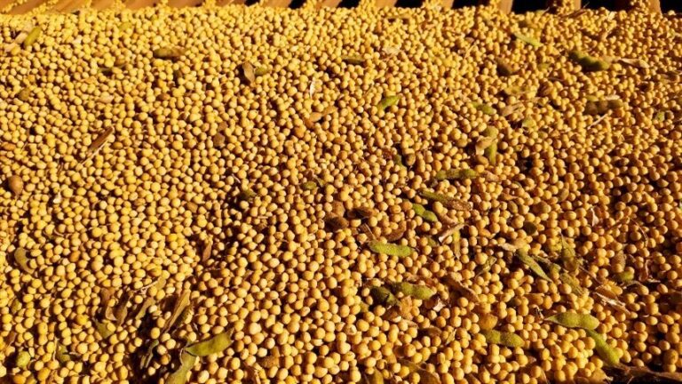 Produção mundial de soja pode alcançar 398,2 milhões de t