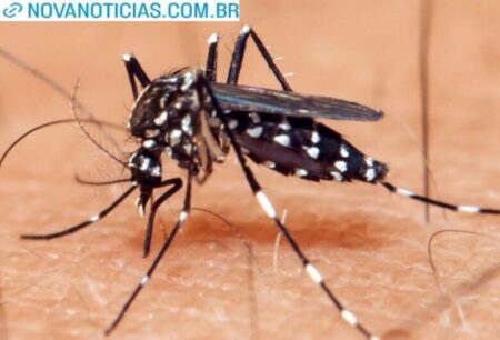 Brasil ultrapassa 650 mil casos de dengue