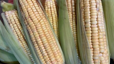 Cotações de milho continuem em tendência de baixa
