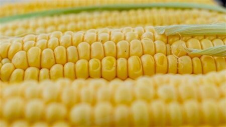 Preço baixo desestimula produtores de milho
