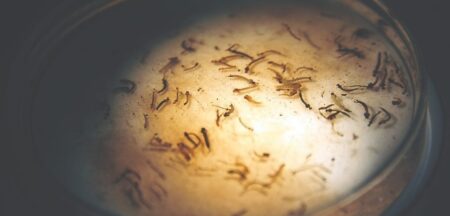 MS registra primeiro caso de Zika em 2024, em Sete Quedas