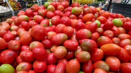 Preços do tomate voltaram a subir