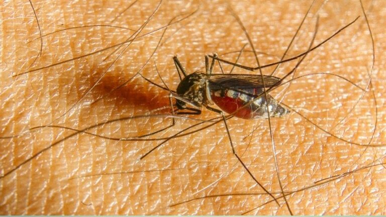 Brasil chega a 62 mortes e 408 mil casos prováveis de dengue