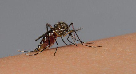 BH: casos de dengue nas primeiras semanas de 2024 superam em 17 vezes o mesmo período de 2023