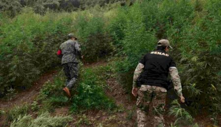 Operação entre policiais brasileiros e paraguaios destrói 15 toneladas de maconha em lavouras da fronteira com MS