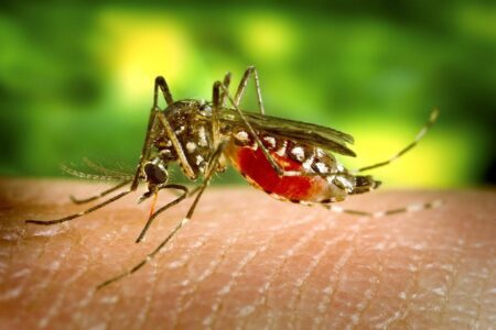 Saúde recomenda uso de testes rápidos para diagnóstico de dengue