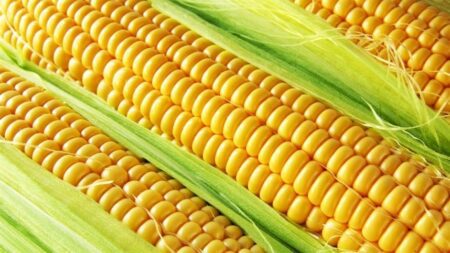 Produtividade do milho é afetada por condições climáticas