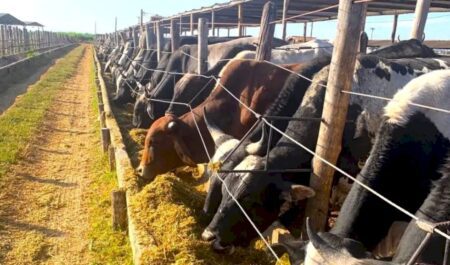 Dica: Cultivar de capim-elefante é opção de forragem durante seca
