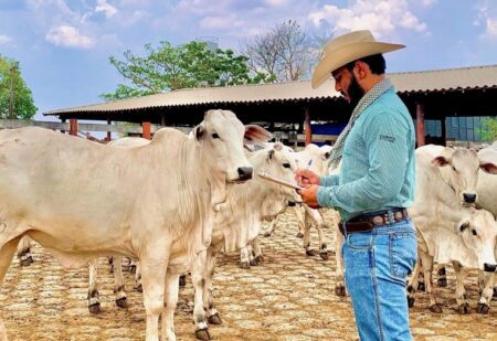 Boi gordo estabiliza em 220/@, mas queda para segunda quinzena é esperada