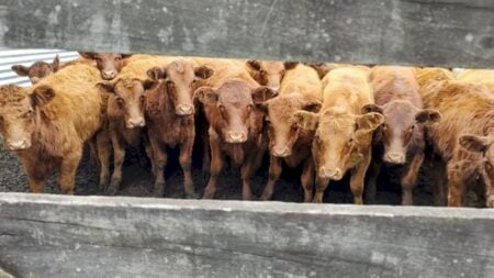 Queda nos preços da vaca em relação ao boi gordo