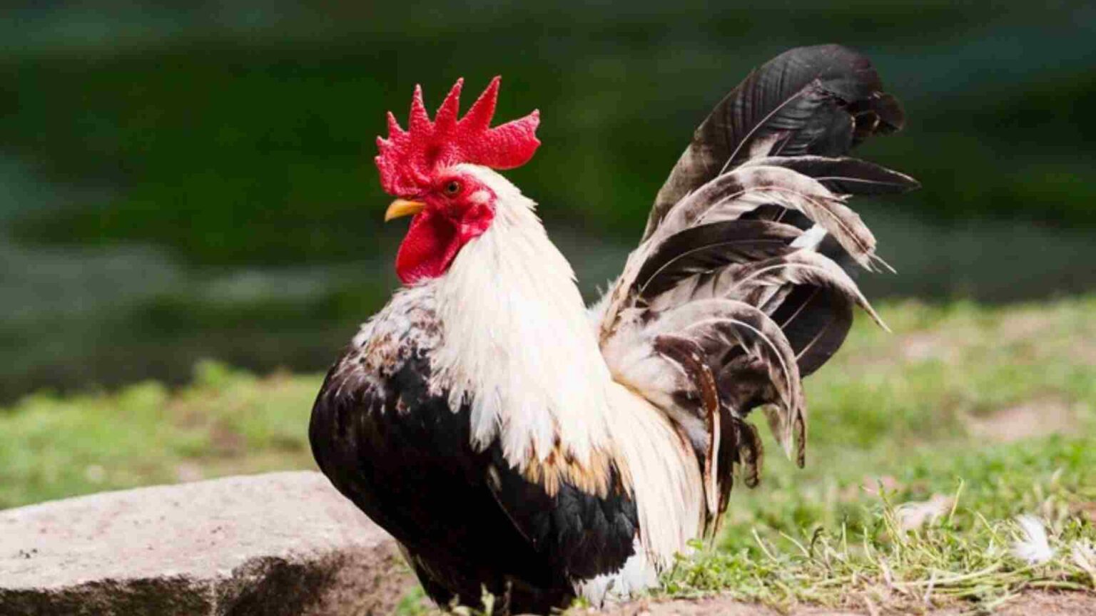 Mulher fica com braço ferido após ser atacada por galo da vizinha em Campo Grande