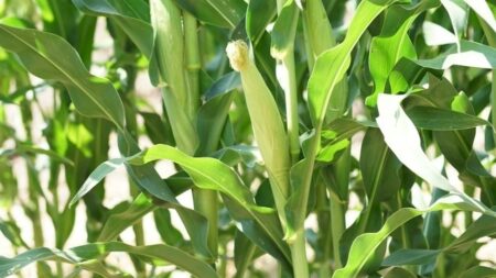 USDA rastreia os fertilizantes na produção do milho