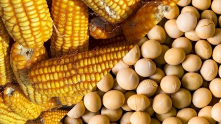 Devo plantar mais soja ou mais milho de verão?