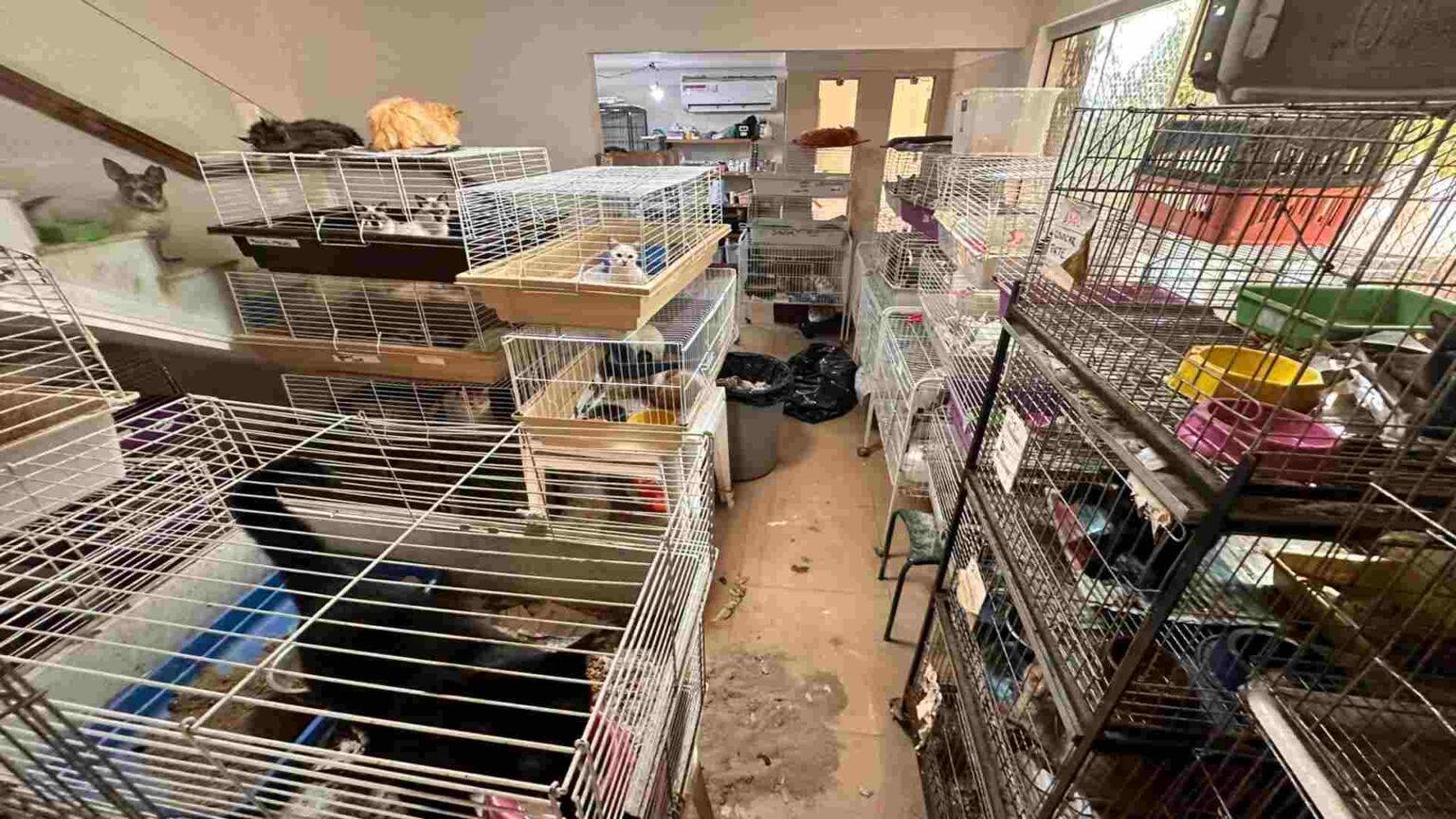 CCZ e polícia voltam a ONG onde 500 animais sofriam maus-tratos em Campo Grande