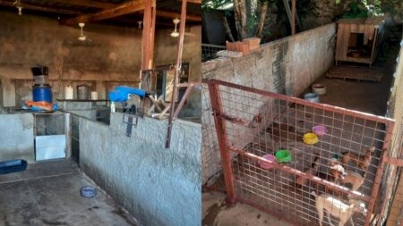Mais de 60 animais são encontrados em canil clandestino em Fátima do Sul durante fiscalização
