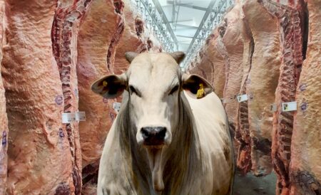 Exportações de carne bovina brasileira têm ‘abril perfeito’