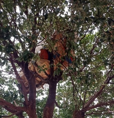 Homem é flagrado dormindo em cima de árvore no centro de Nova Andradina