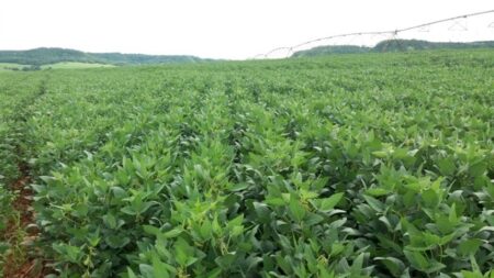 Evoluções pontuais para a soja