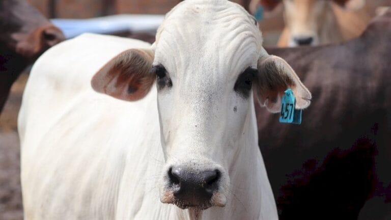 Cotações de boi gordo, vaca e novilha recuam no MS