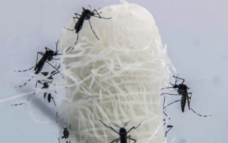 Brasil ultrapassa 5 milhões de casos prováveis de dengue em 2024