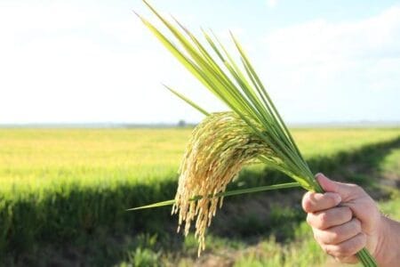 Leilão de arroz é alvo de críticas de setor produtivo
