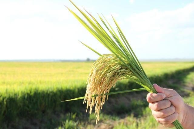 Leilão de arroz é alvo de críticas de setor produtivo