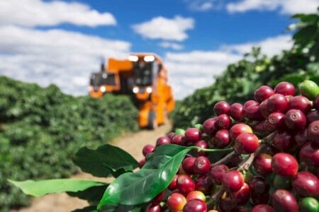 Colheita da safra 2024/25 de café do Brasil avança bem e chega a 29%