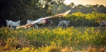 STF entende que Congresso é omisso e dá 18 meses para edição de lei de proteção ao pantanal
