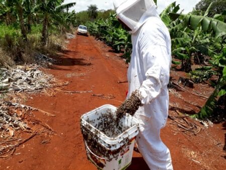Abelhas morrem contaminadas por pulverização agrícola irregular e produtora ganha causa com R$ 100 mil em indenização