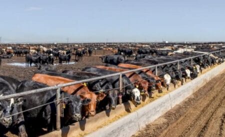 Preços da arroba do boi gordo nos EUA estão na ‘estratosfera’