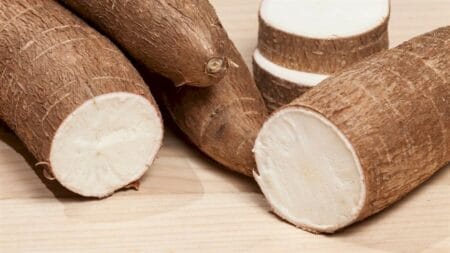 Produtores de mandioca se preparam para próxima safra
