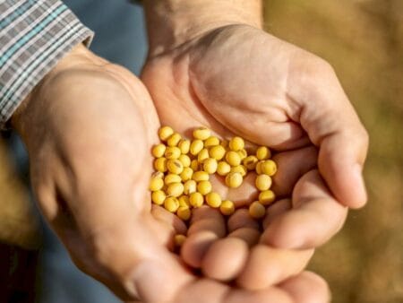 Sicredi atualiza projeções para a safra de soja e milho em Sondagem